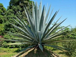 Agave_tequilana_Mexico